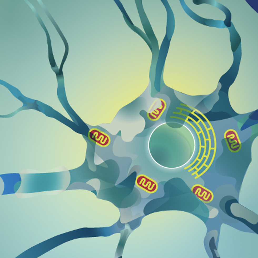 neuron